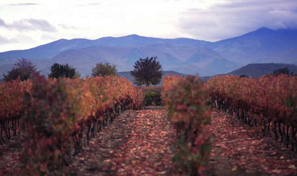 rioja campo vineyards