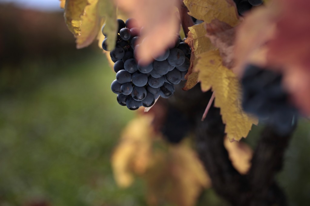 grape-harvest-vivanco