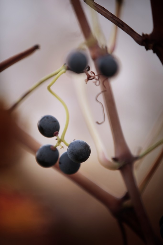 uva-vivanco