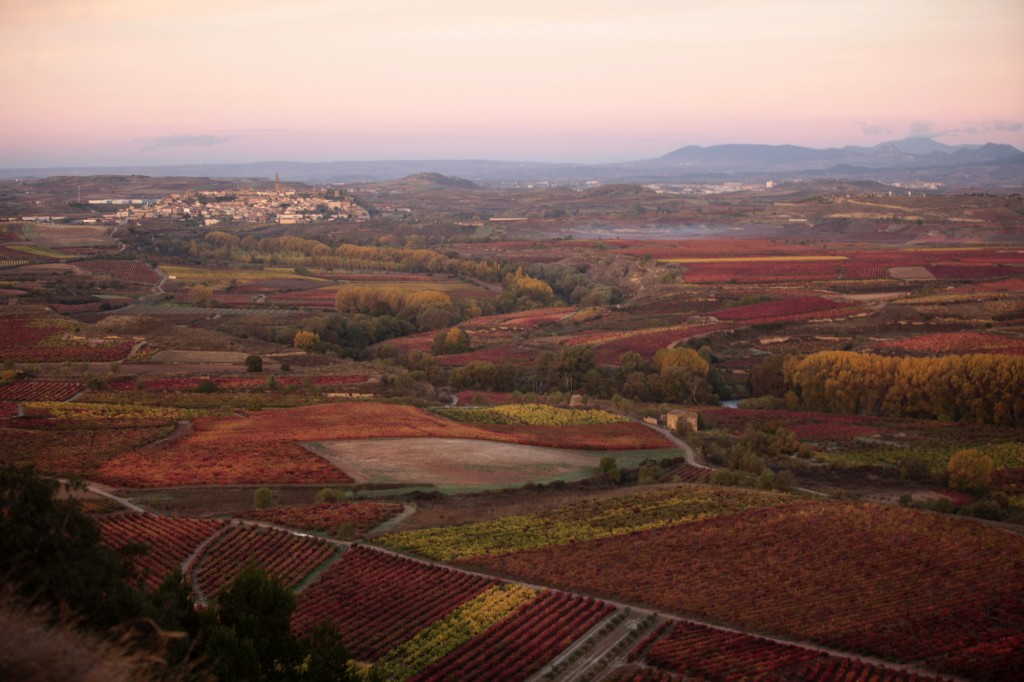 landscape-vineyards-rioja