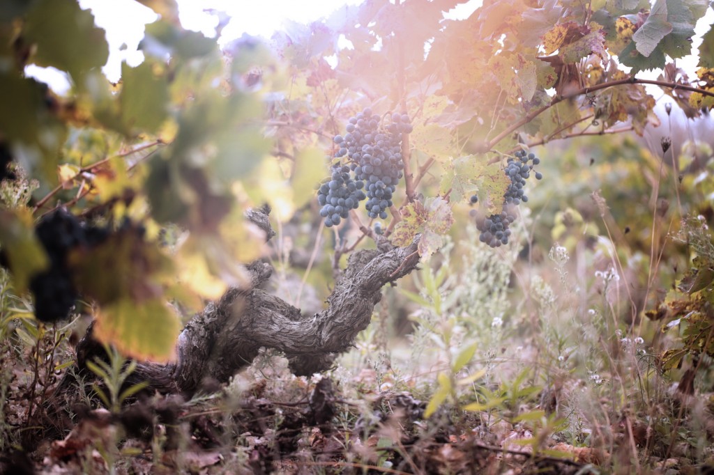 vineyard-tree-tree-grapes-roots