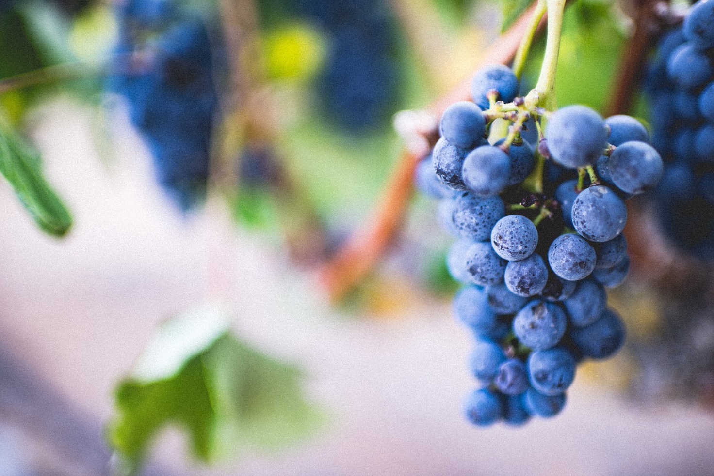 Las D.O. del vino de Ourense esperan recoger más cantidad de uva que en 2017 pese al mildio