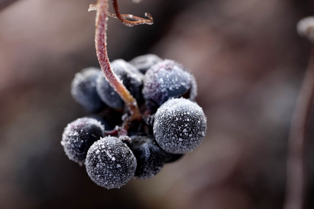 Uvas en Invierno | Blog de Vivanco