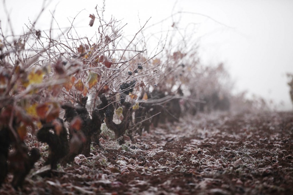 Vinedos en invierno | Blog de Vivanco