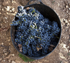 grape harvest festival vivanco