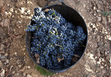 grape harvest festival vivanco