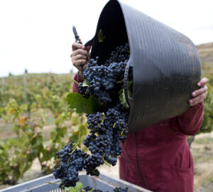 grape harvest