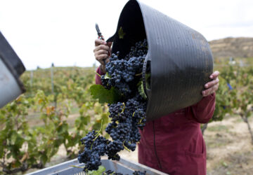 grape harvest