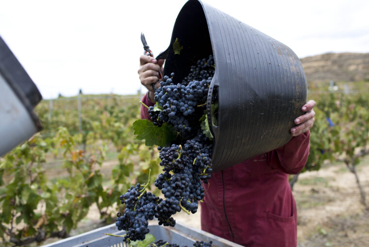 grape harvest
