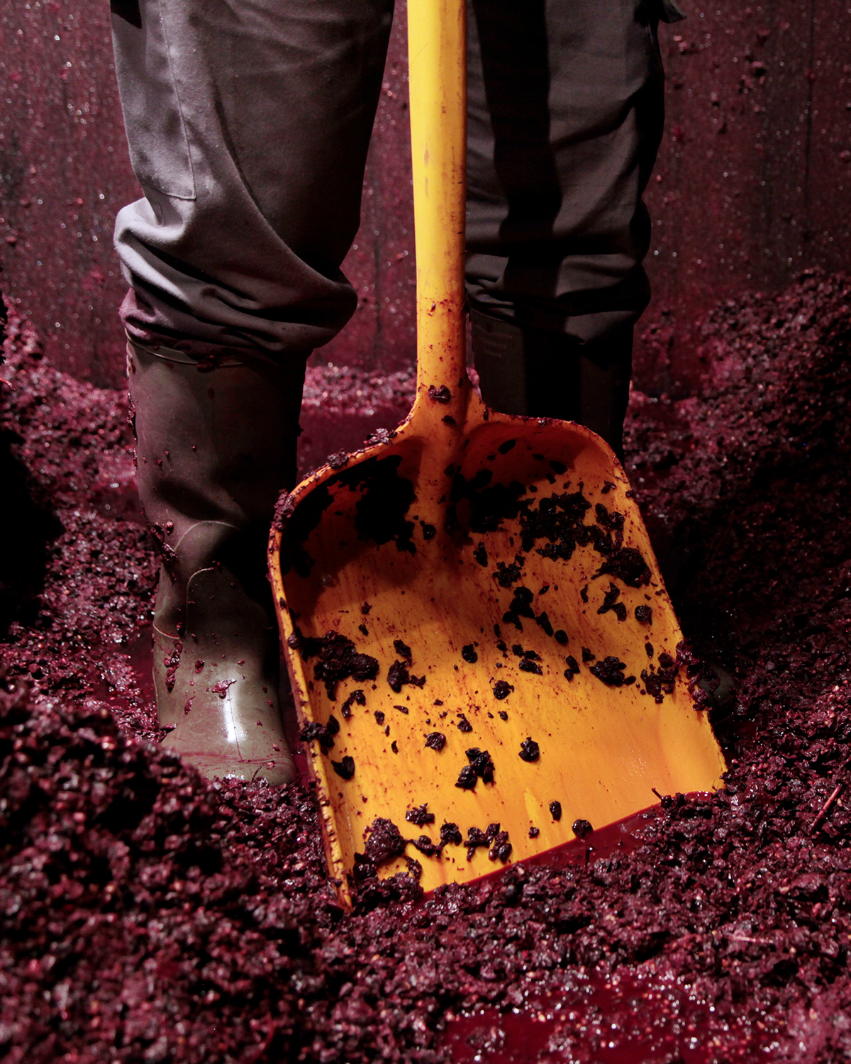 Vendimia manual y selección de uvas en bodega